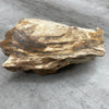 Raw Petrified Wood Natural Stone Luxury Dish & Bowl (PD16)