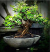 Bonsai | Bonzai Plant Pot 35cm x 27.5cm x 14.5cm  (2801)