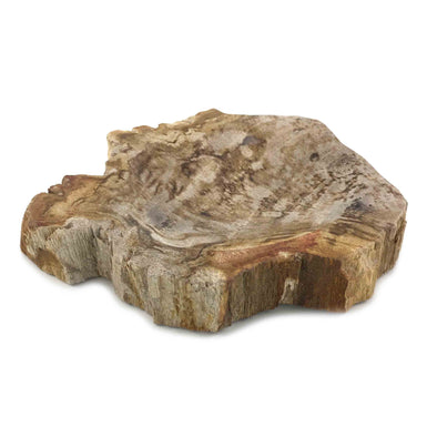 Rare Luxurious Petrified Wood Soap Dish & Tray (1812)
